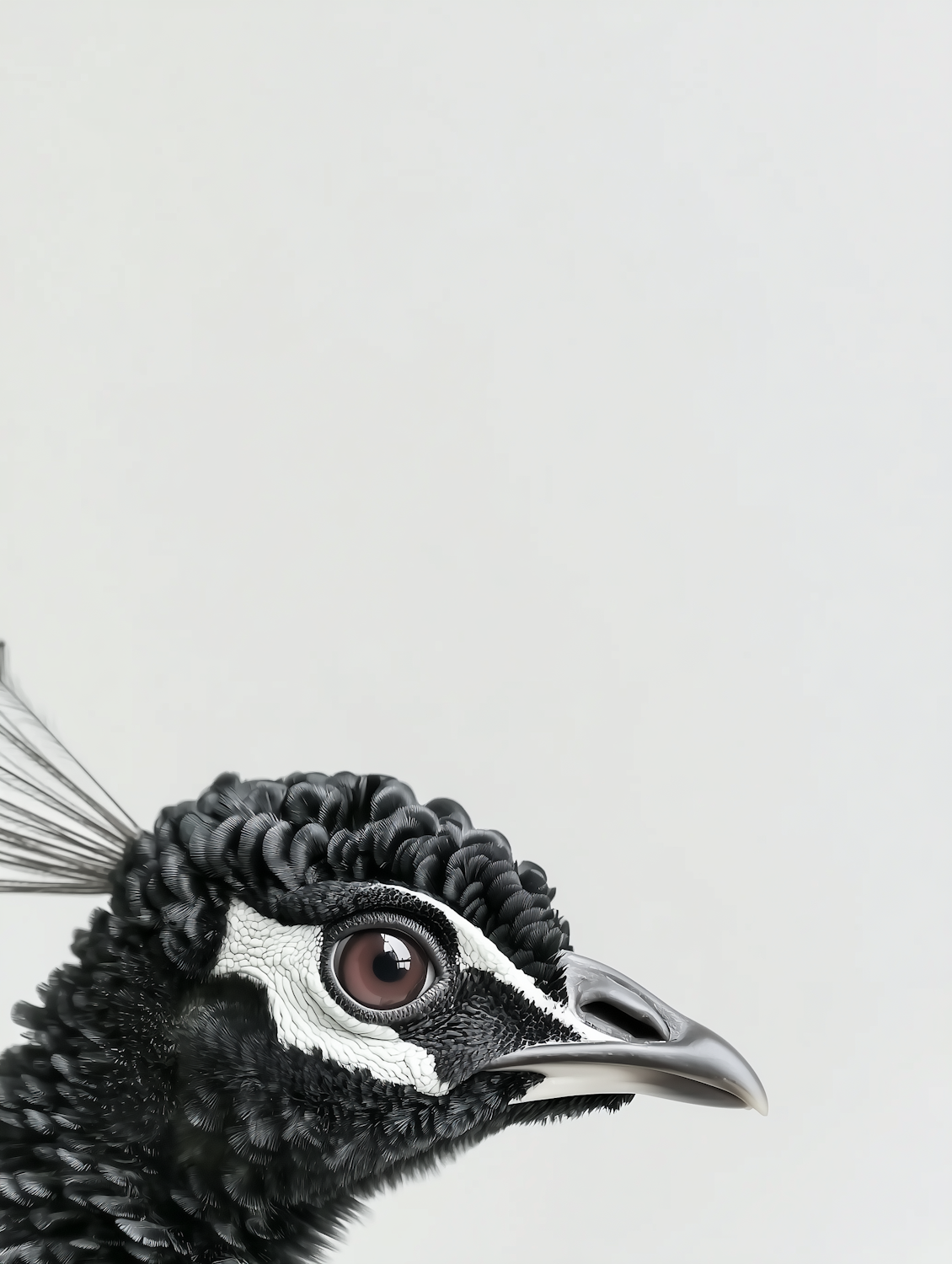 Close-up portrait of a bird with finely patterned black and white feathers